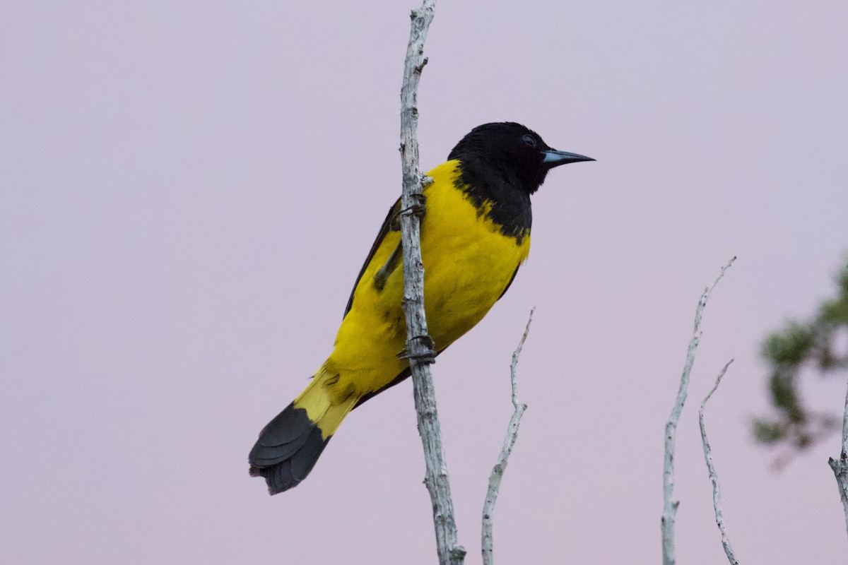 Scott's Oriole - ML576980371