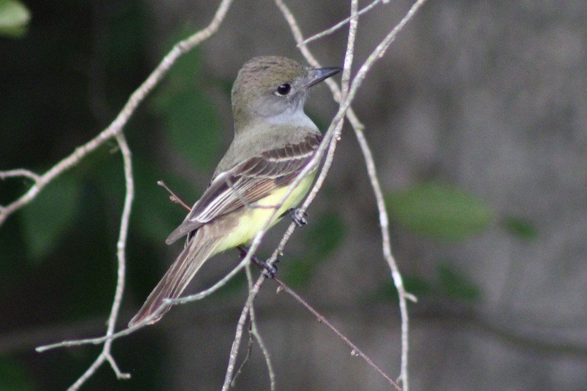 Great Crested Flycatcher - Kevin Markham