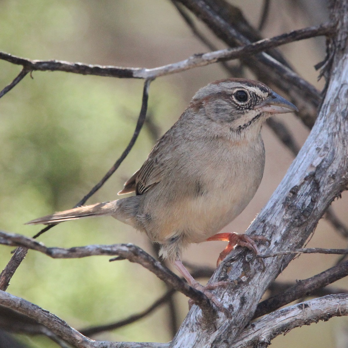 Rufous-crowned Sparrow - ML576981191