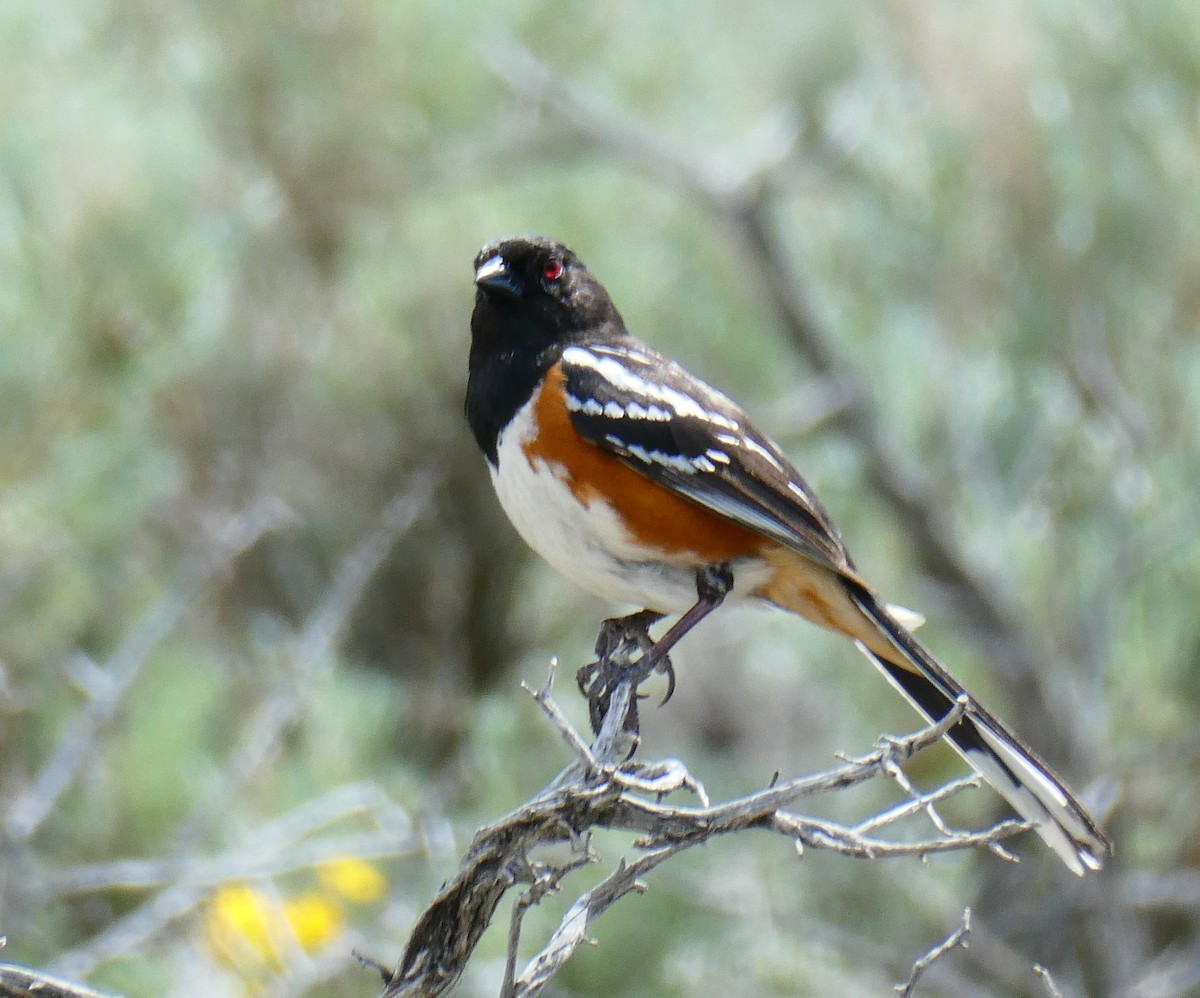Spotted Towhee - ML576981341