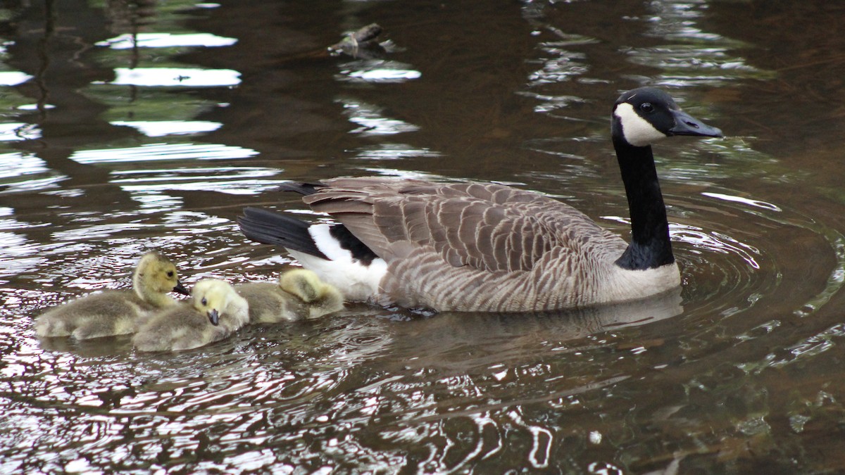 Canada Goose - ML576981421