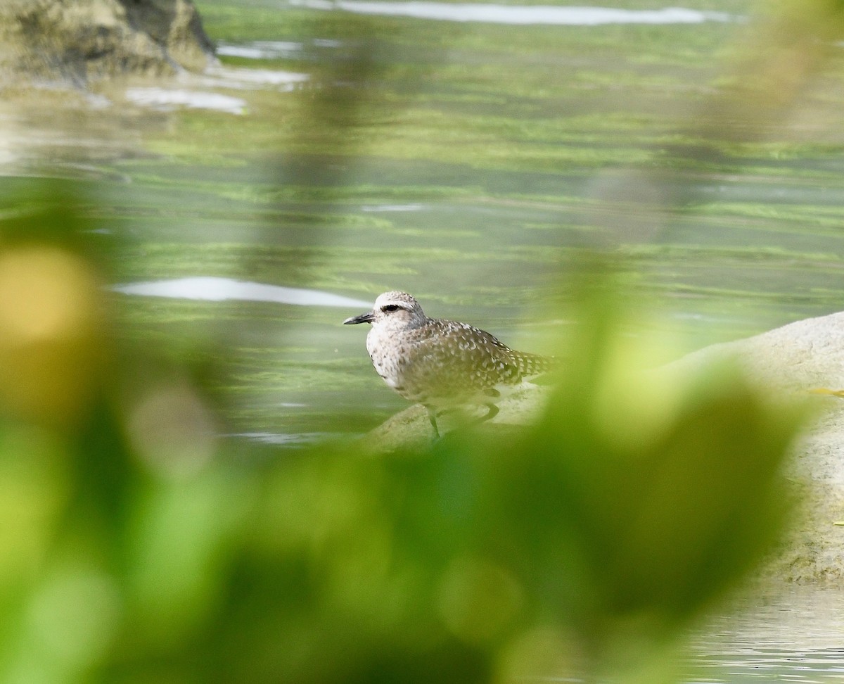 Black-bellied Plover - Win Ahrens