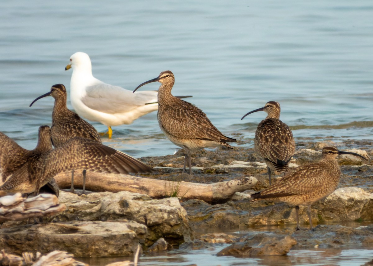Hudsonian Whimbrel - Brad Reinhardt