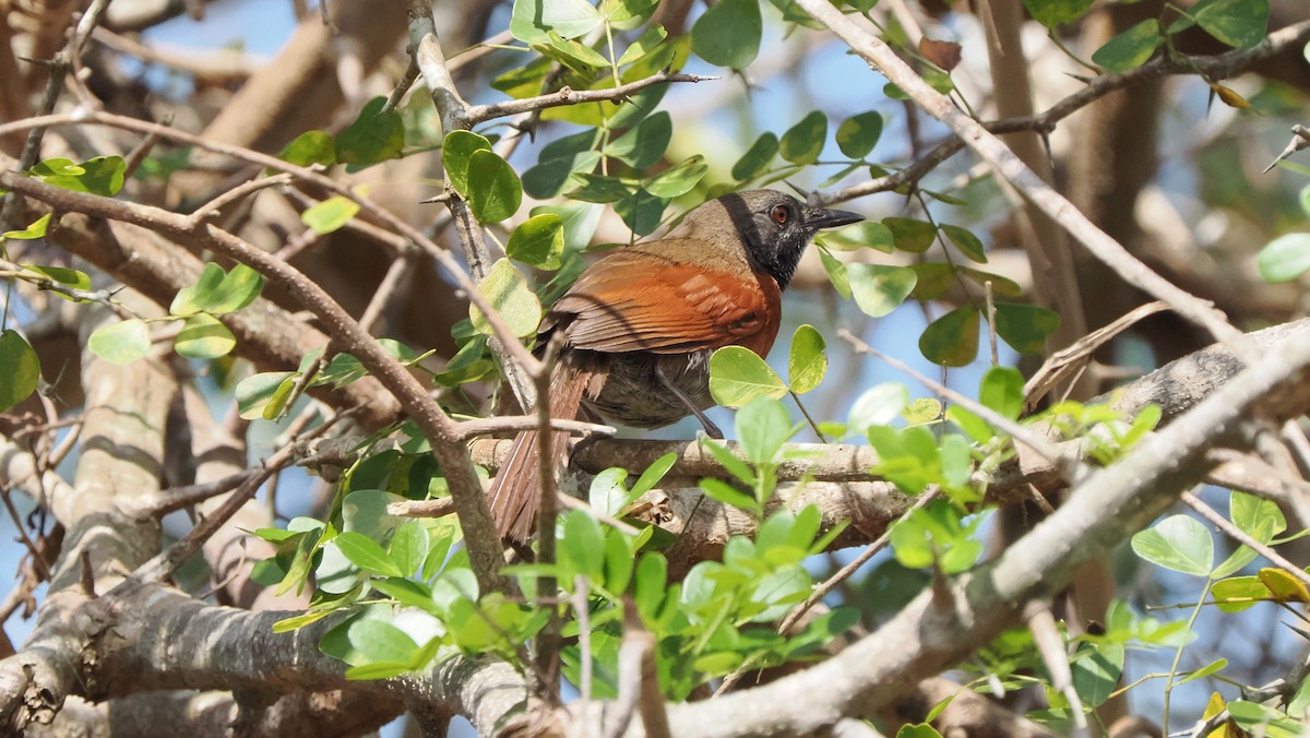 Rufous-breasted Spinetail - ML576981891