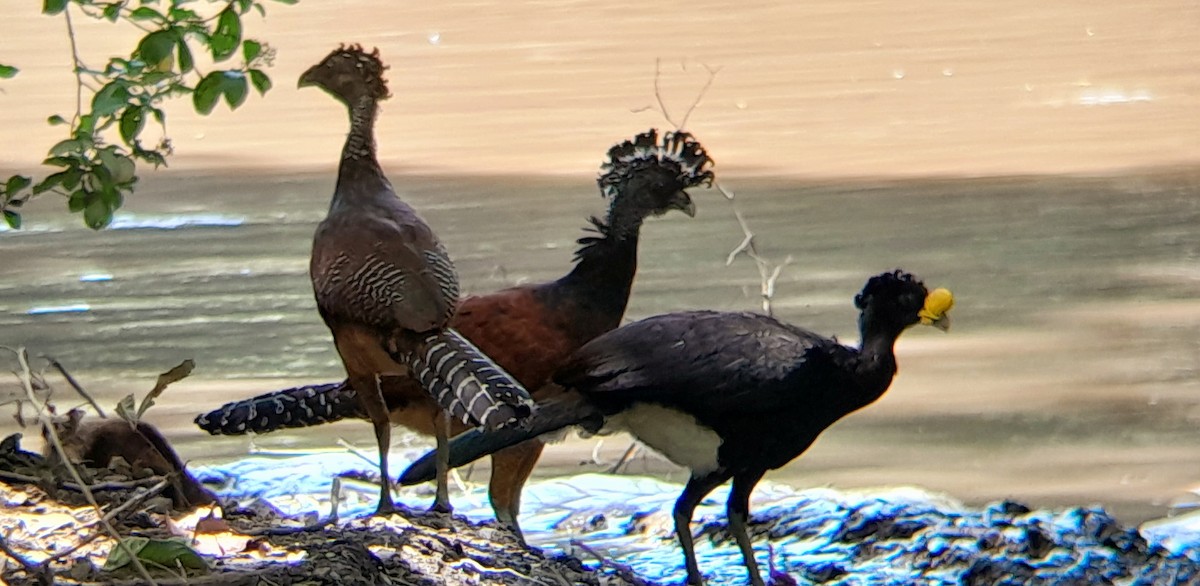 Great Curassow - ML576982261