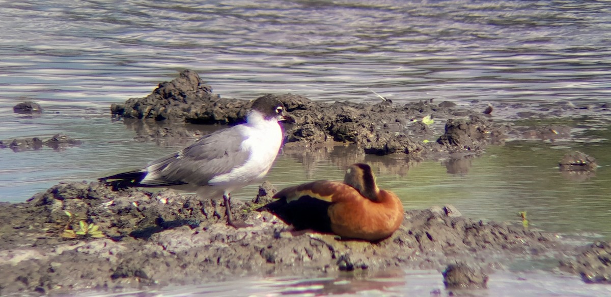 Franklin's Gull - ML576982381