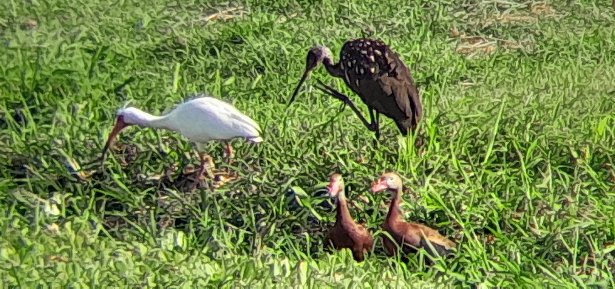 White Ibis - ML576982411