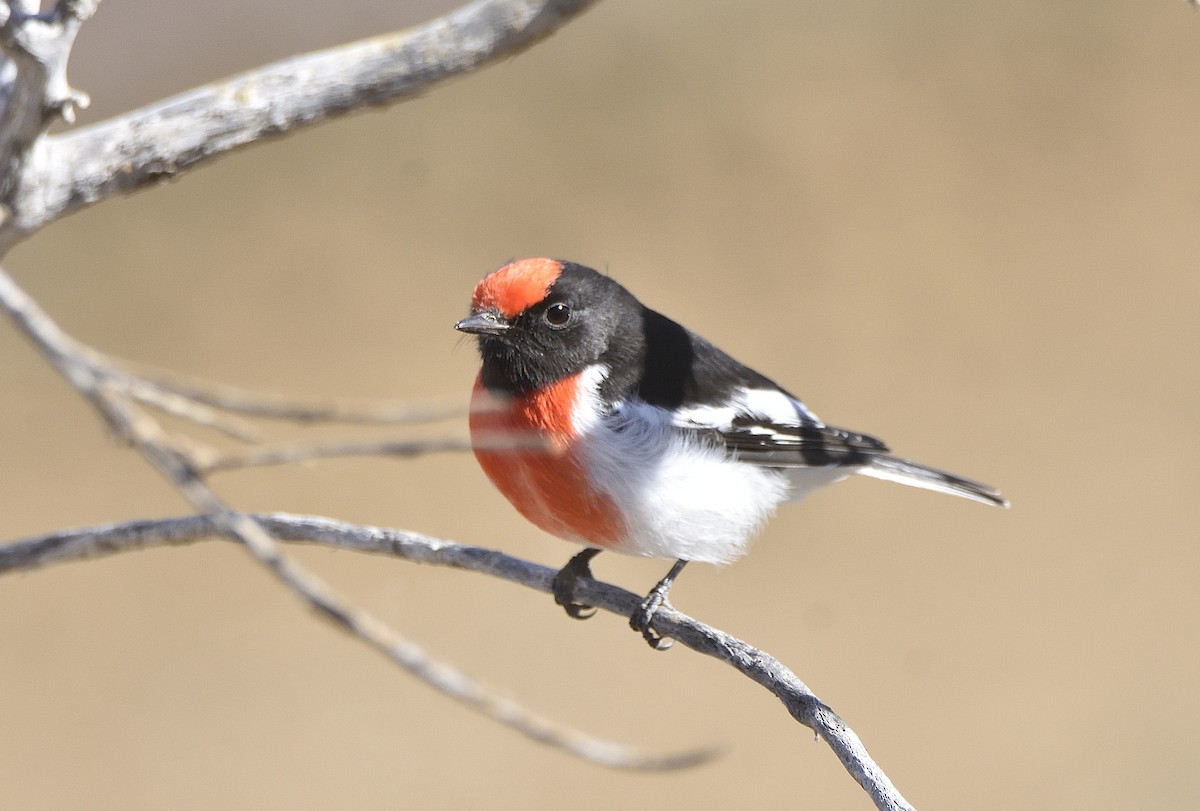 Red-capped Robin - ML576982911