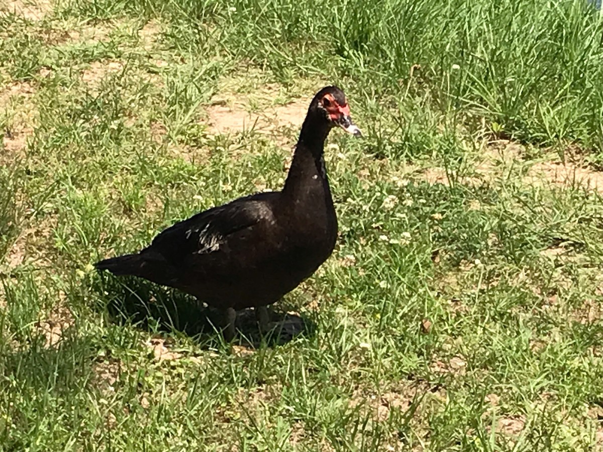 Muscovy Duck (Domestic type) - ML576982961