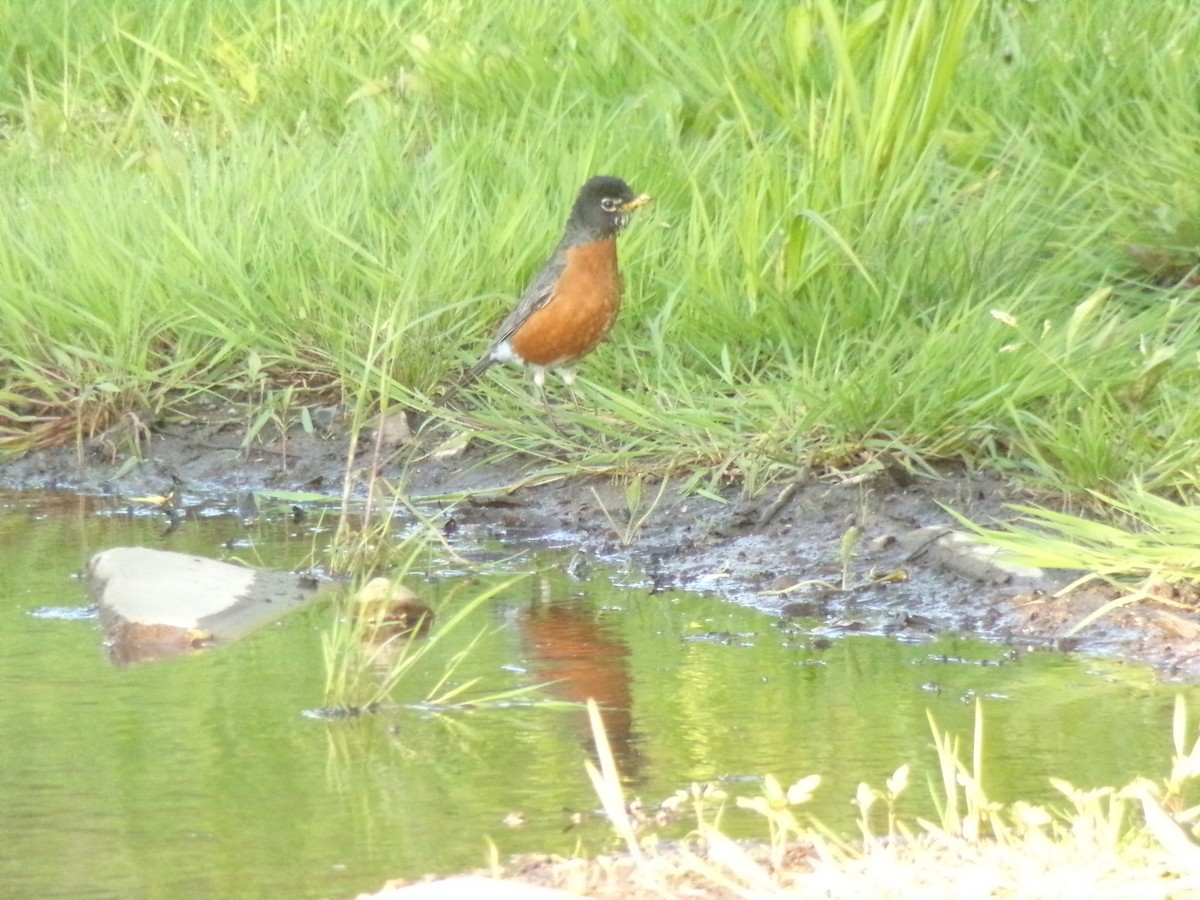 American Robin - ML576983701