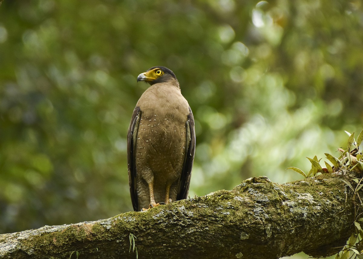 Crested Serpent-Eagle - ML576983731