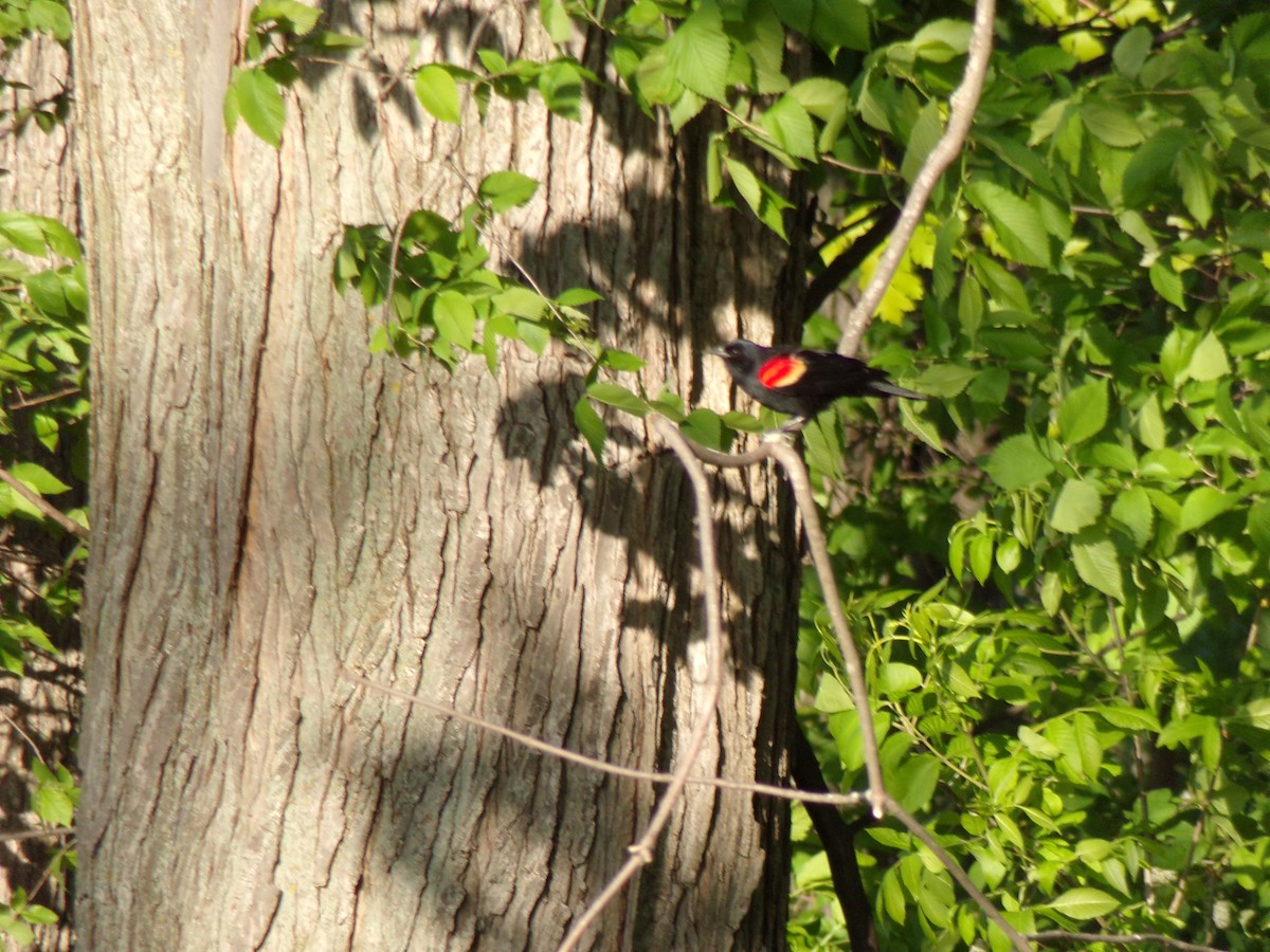 Red-winged Blackbird - ML576983761