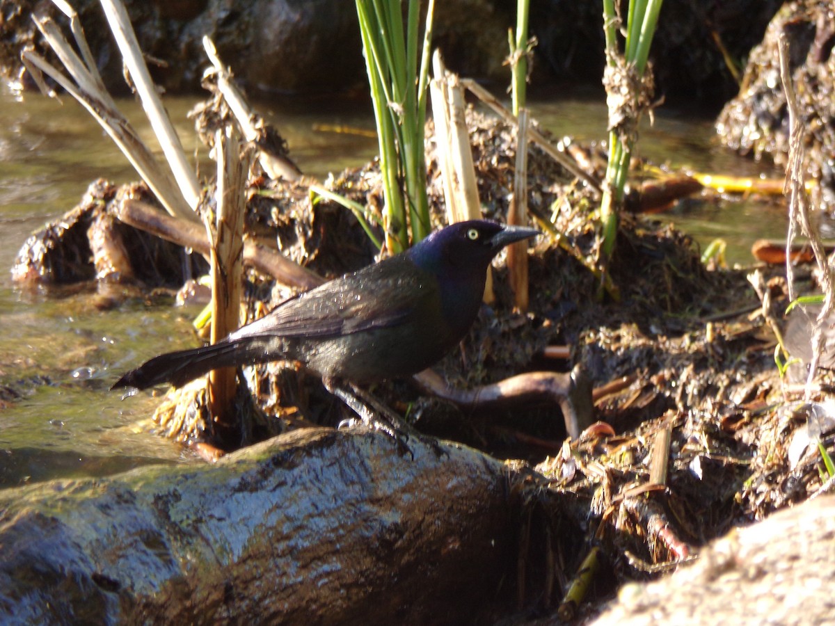 Common Grackle - ML576983821