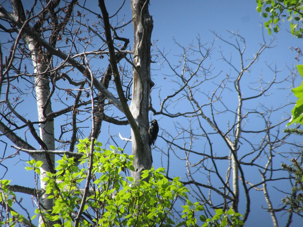Williamson's Sapsucker - ML576983871