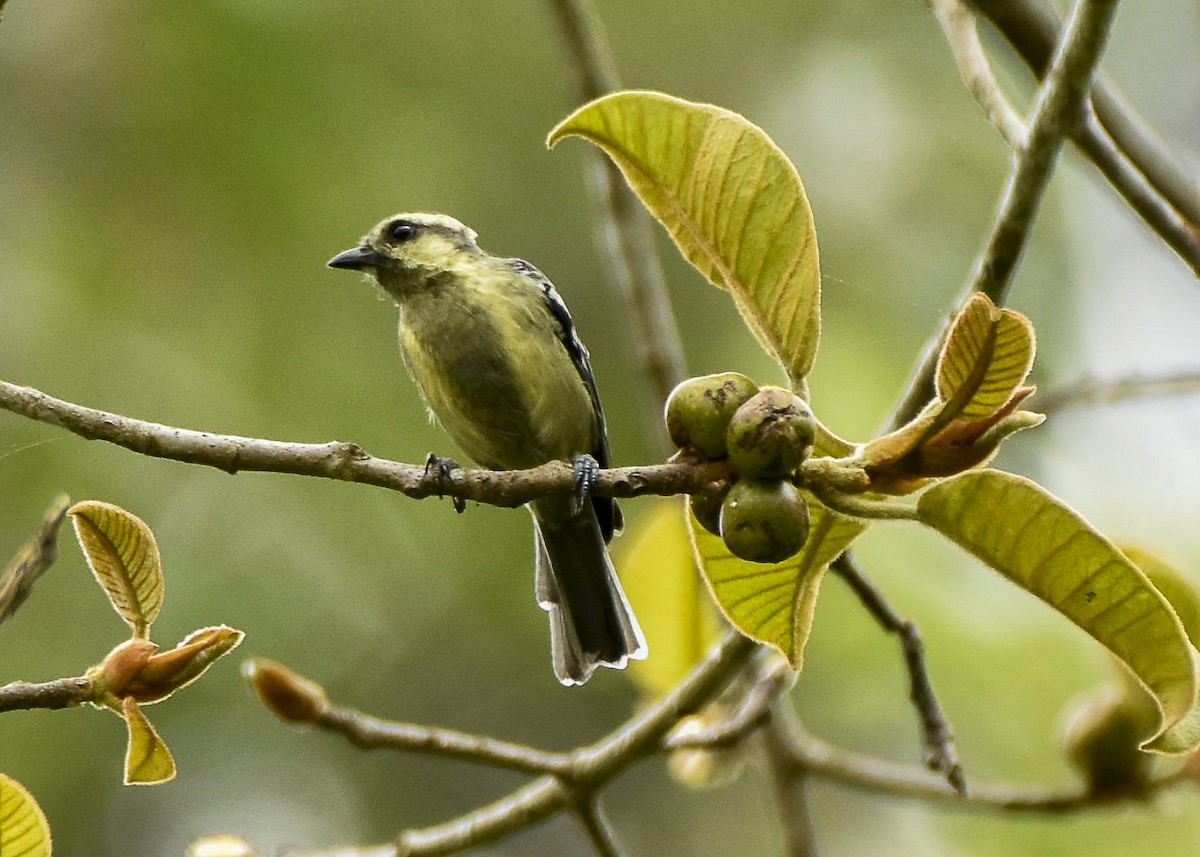 Indian Yellow Tit - ML576983881