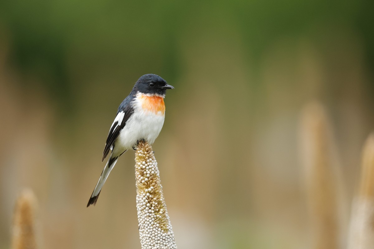 White-bellied Minivet - Sriram Reddy