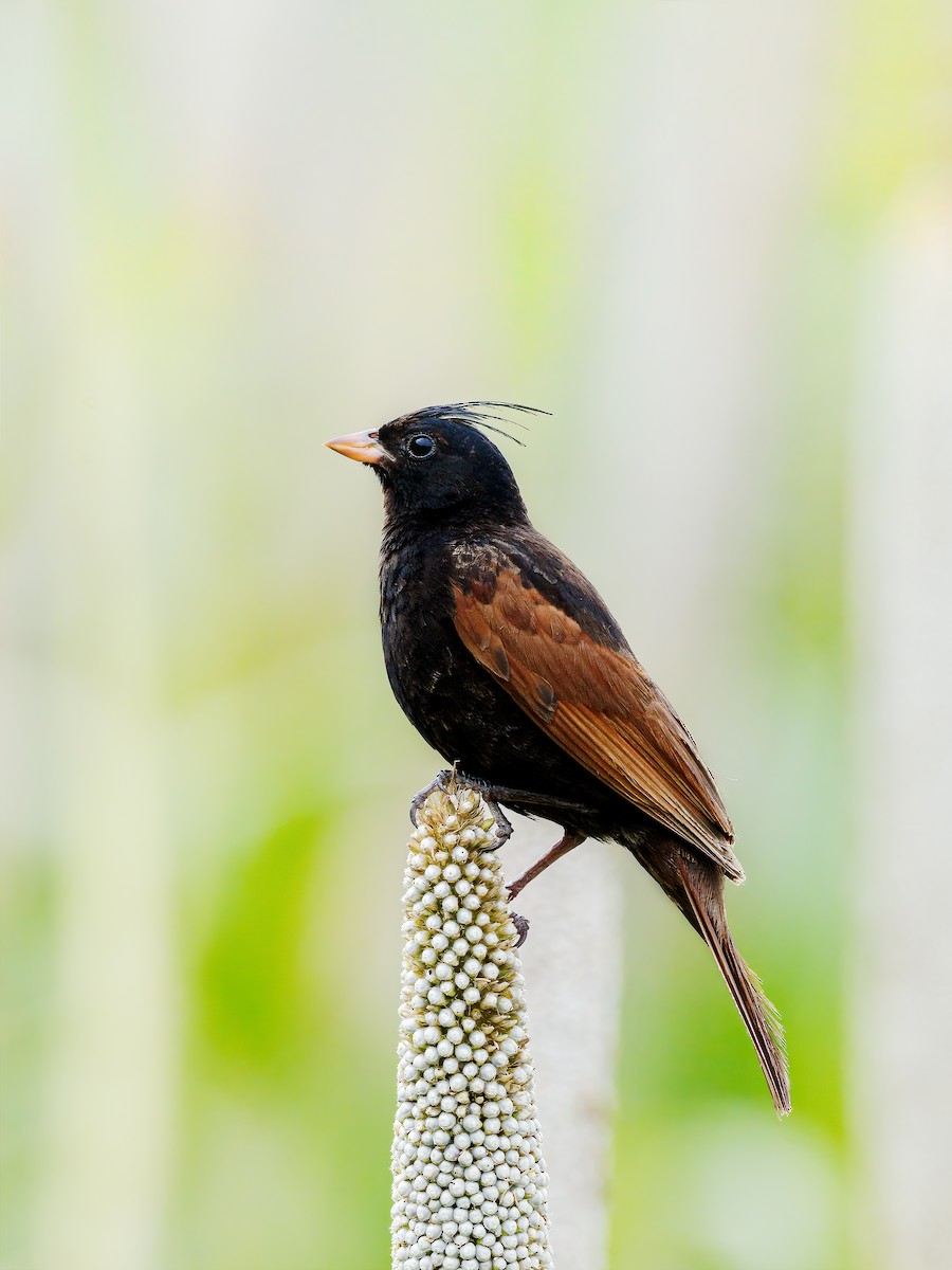 Crested Bunting - Sriram Reddy