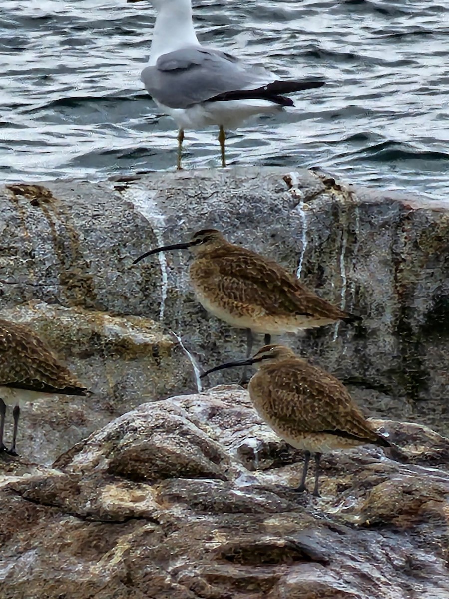 Hudsonian Whimbrel - ML576984881