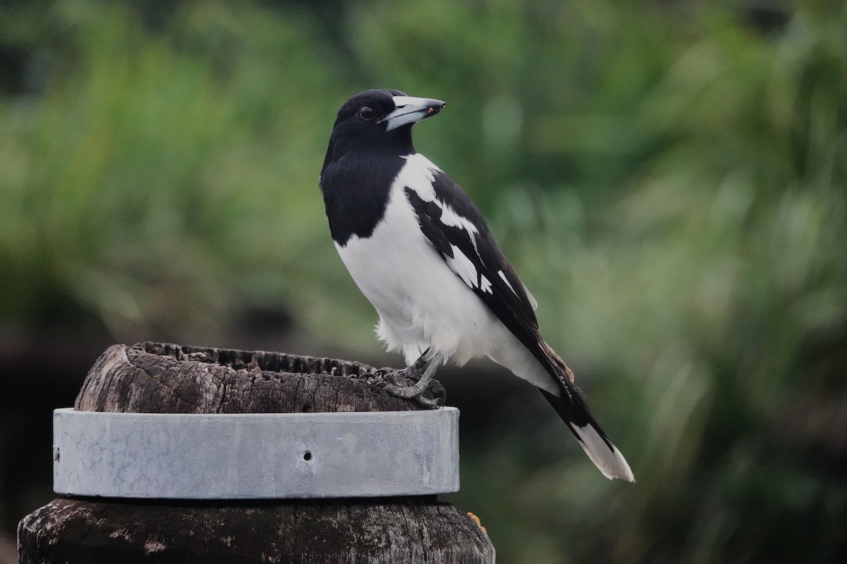 Pied Butcherbird - ML576986531