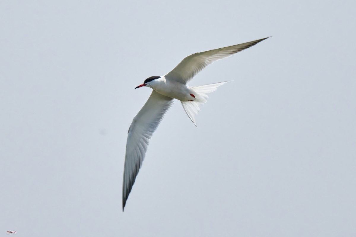 Common Tern - Loralee Manas