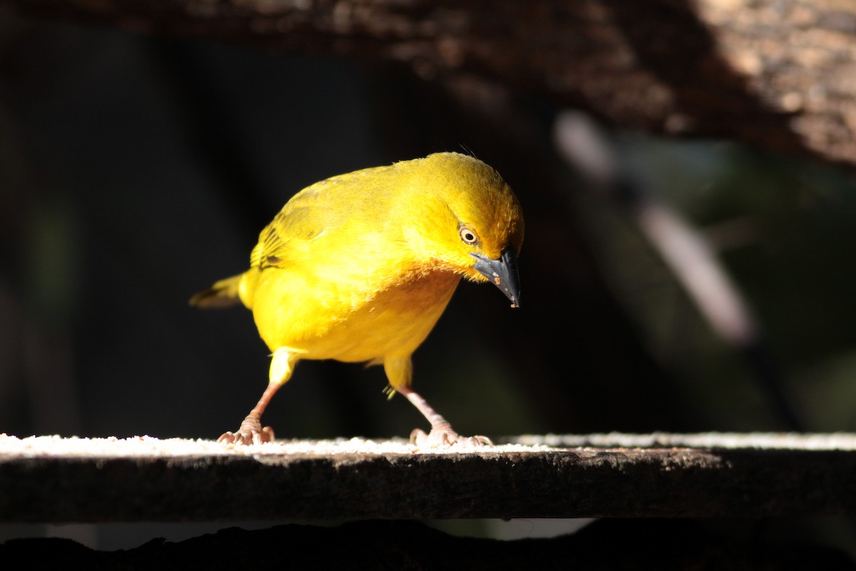 Holub's Golden-Weaver - ML576988631