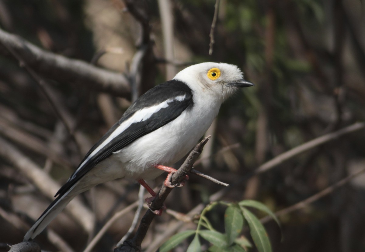 White Helmetshrike - ML576988981