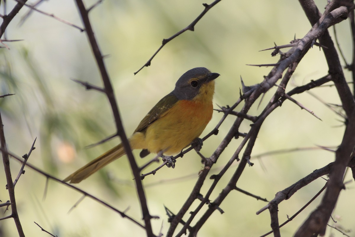 Sulphur-breasted Bushshrike - ML576989241