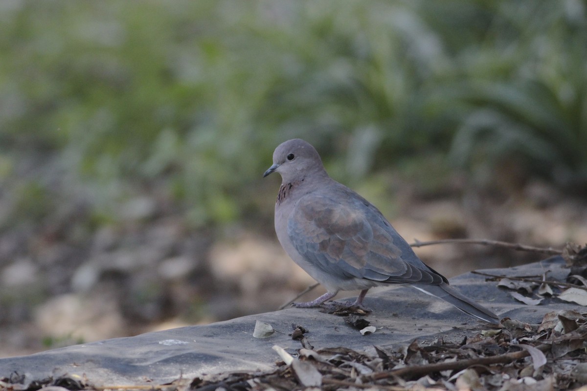 Tórtola Senegalesa - ML576989681