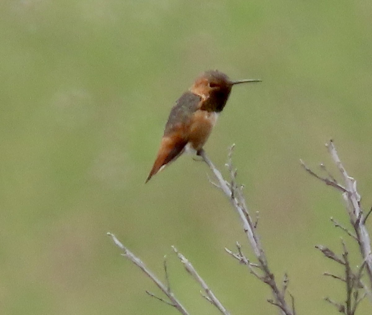Allen's Hummingbird - ML576990001