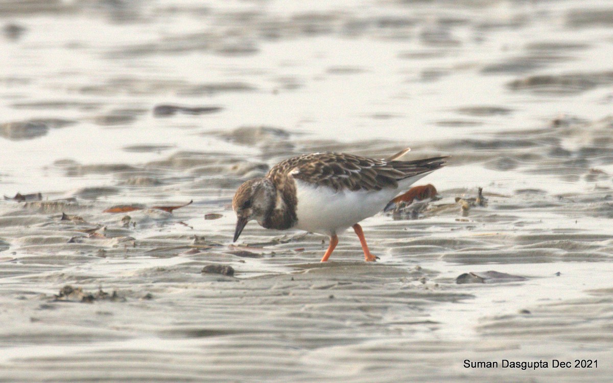 Ruddy Turnstone - ML576991051