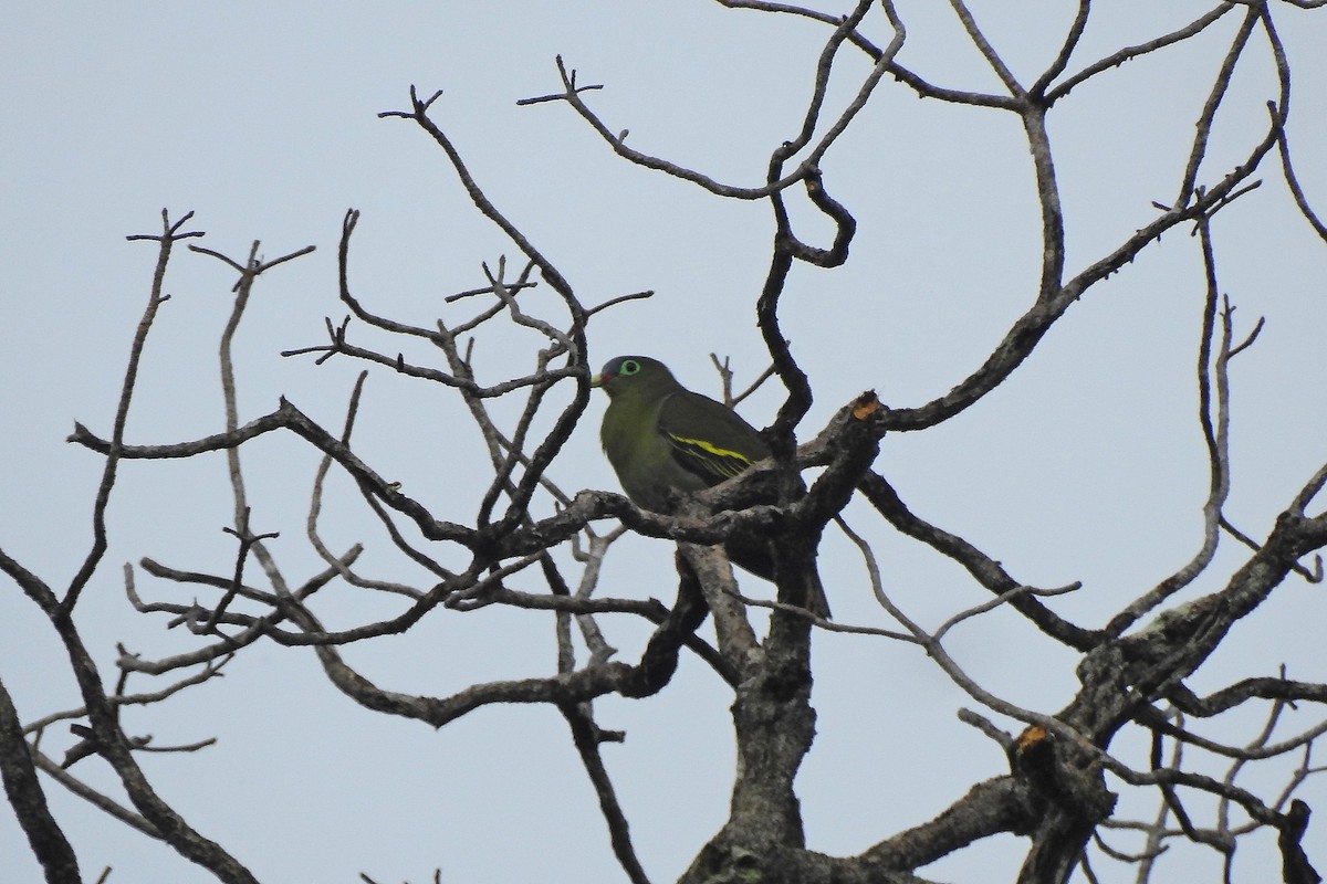 Thick-billed Green-Pigeon - ML576992421