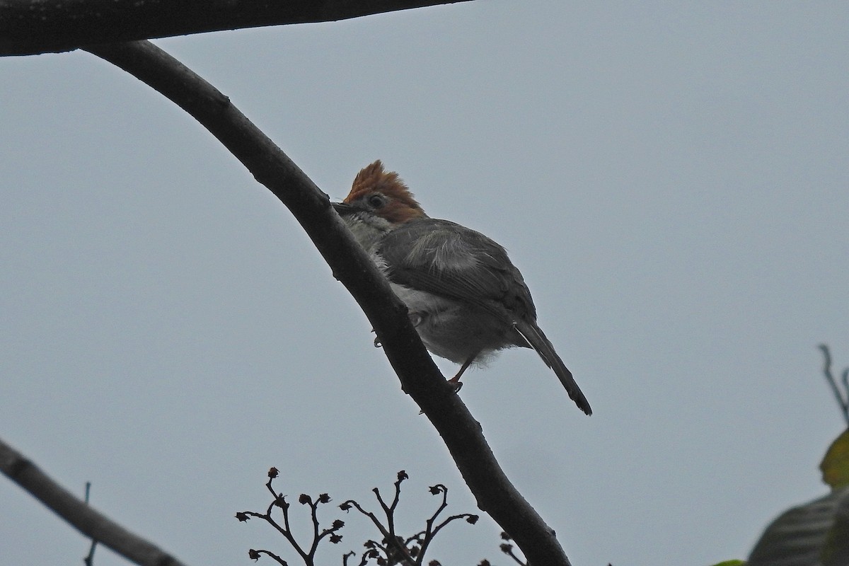 Chestnut-crested Yuhina - ML576992481