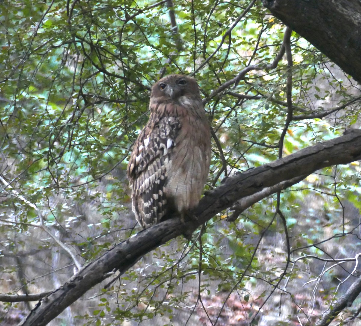 Brown Fish-Owl - ML576992541