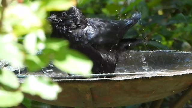 American Crow - ML576992651