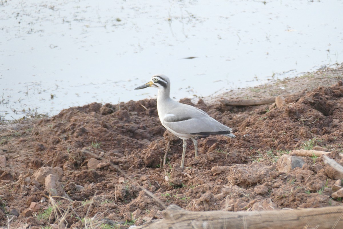 Great Thick-knee - ML576992811