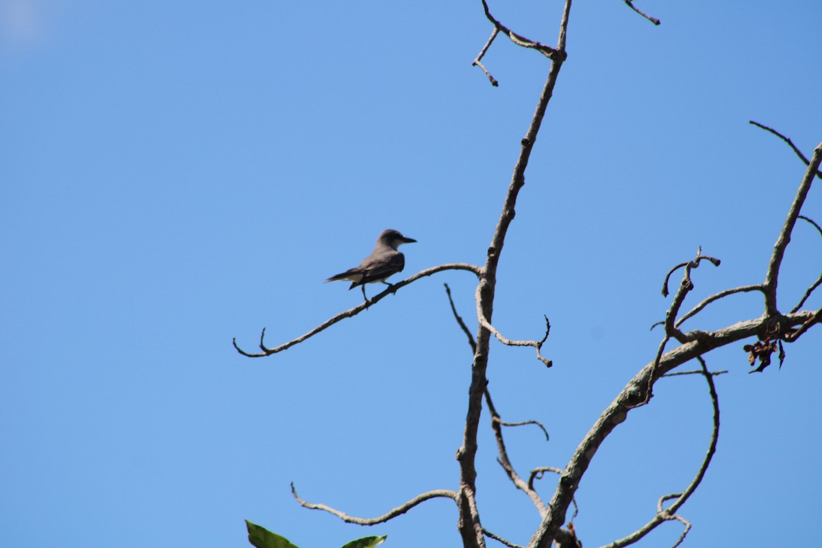 Gray Kingbird - ML576993181