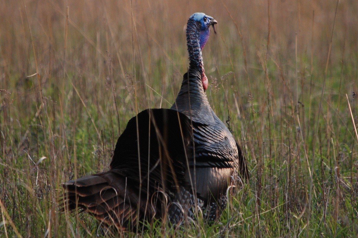 Wild Turkey - Noel Zaugg