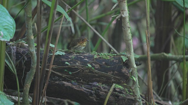 Ochre-breasted Antpitta - ML576993931