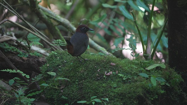 Rufous-breasted Antthrush - ML576994681