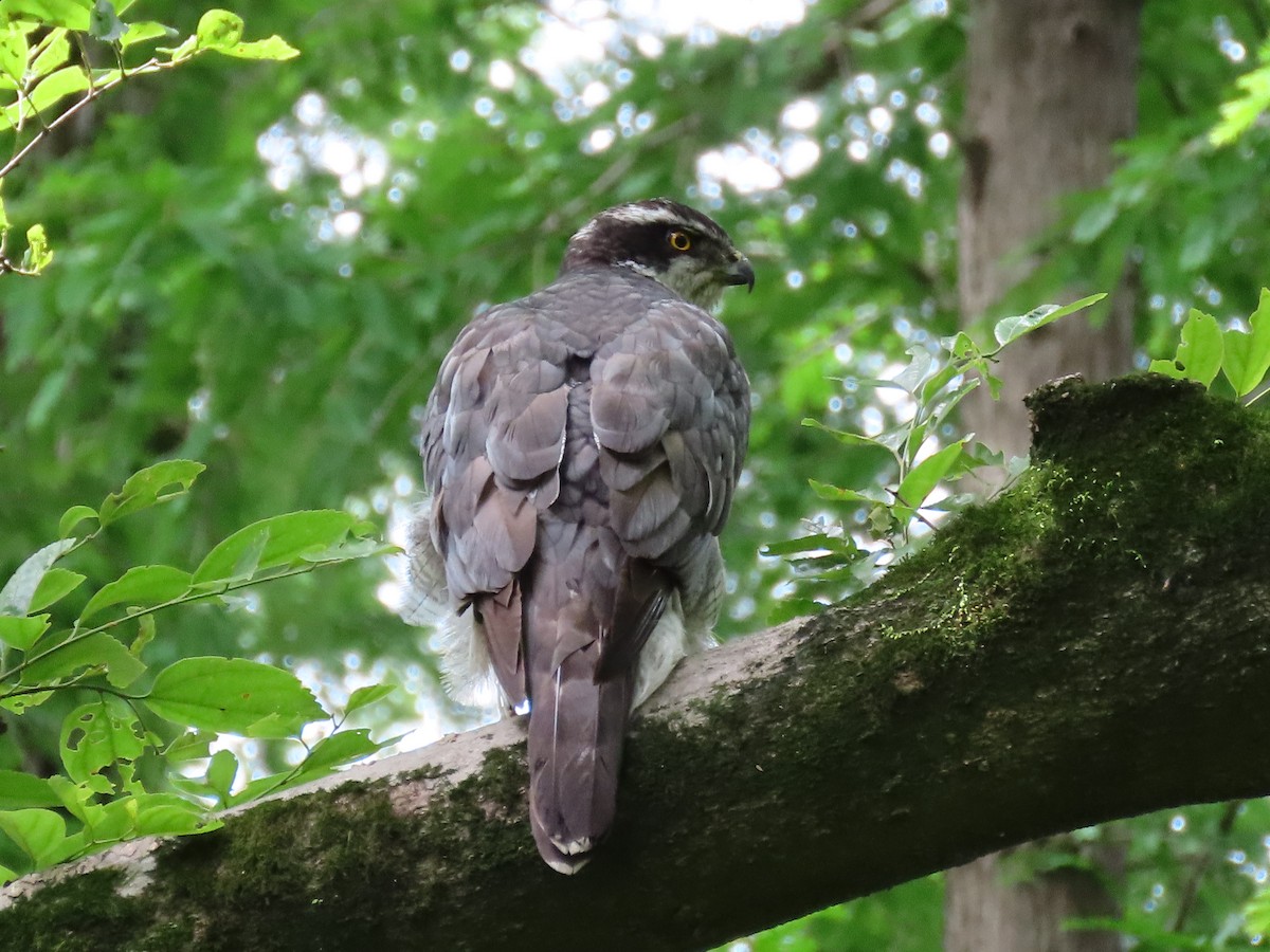 Eurasian Goshawk - ML576995201