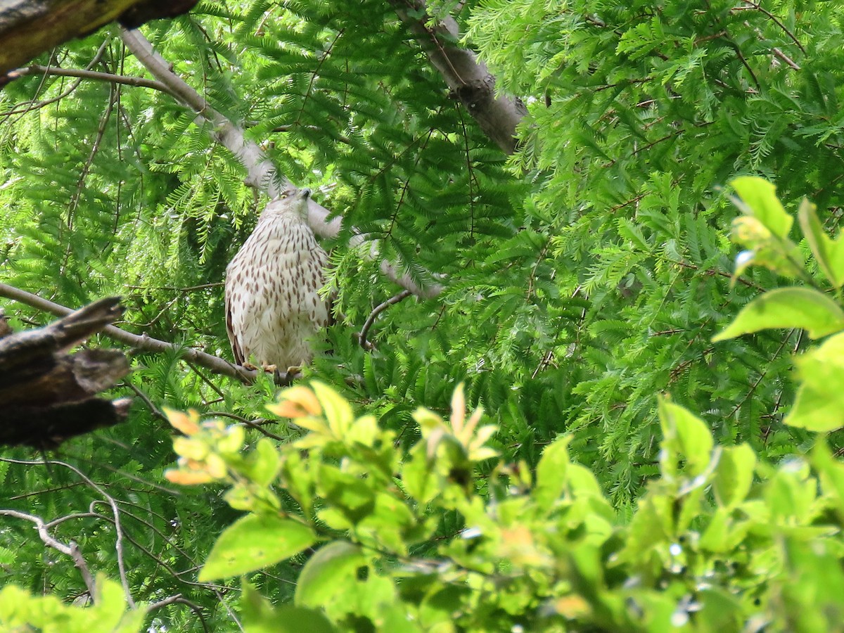 Eurasian Goshawk - ML576995211