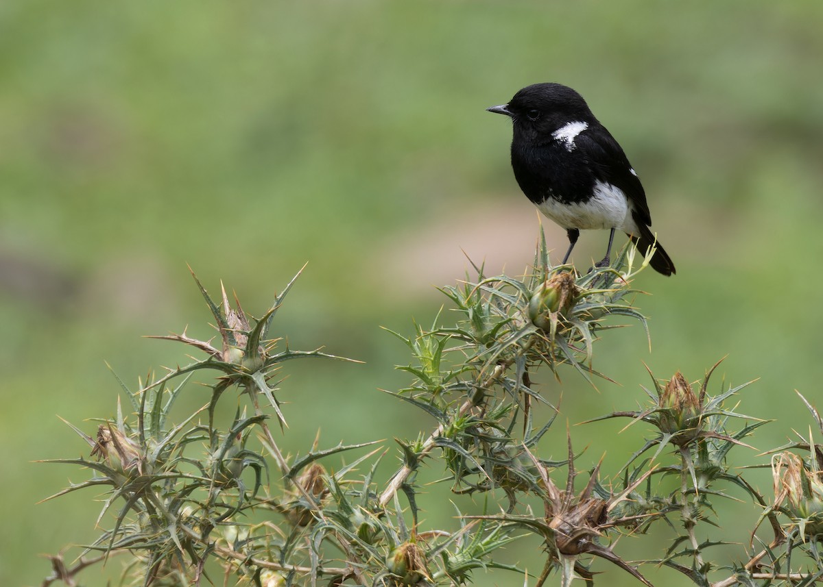 African Stonechat (Ethiopian) - Ayuwat Jearwattanakanok