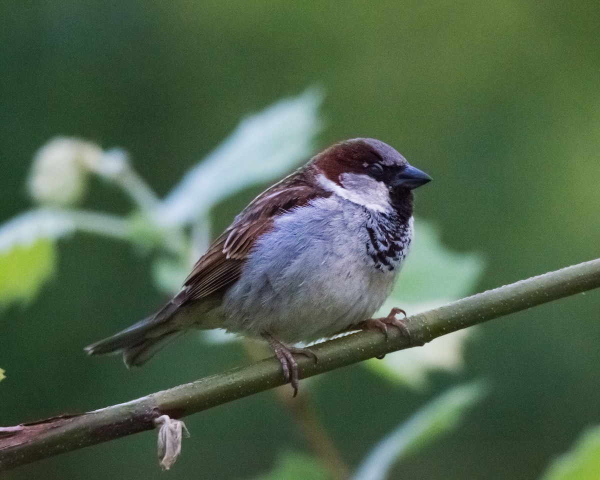 Moineau domestique - ML576995751