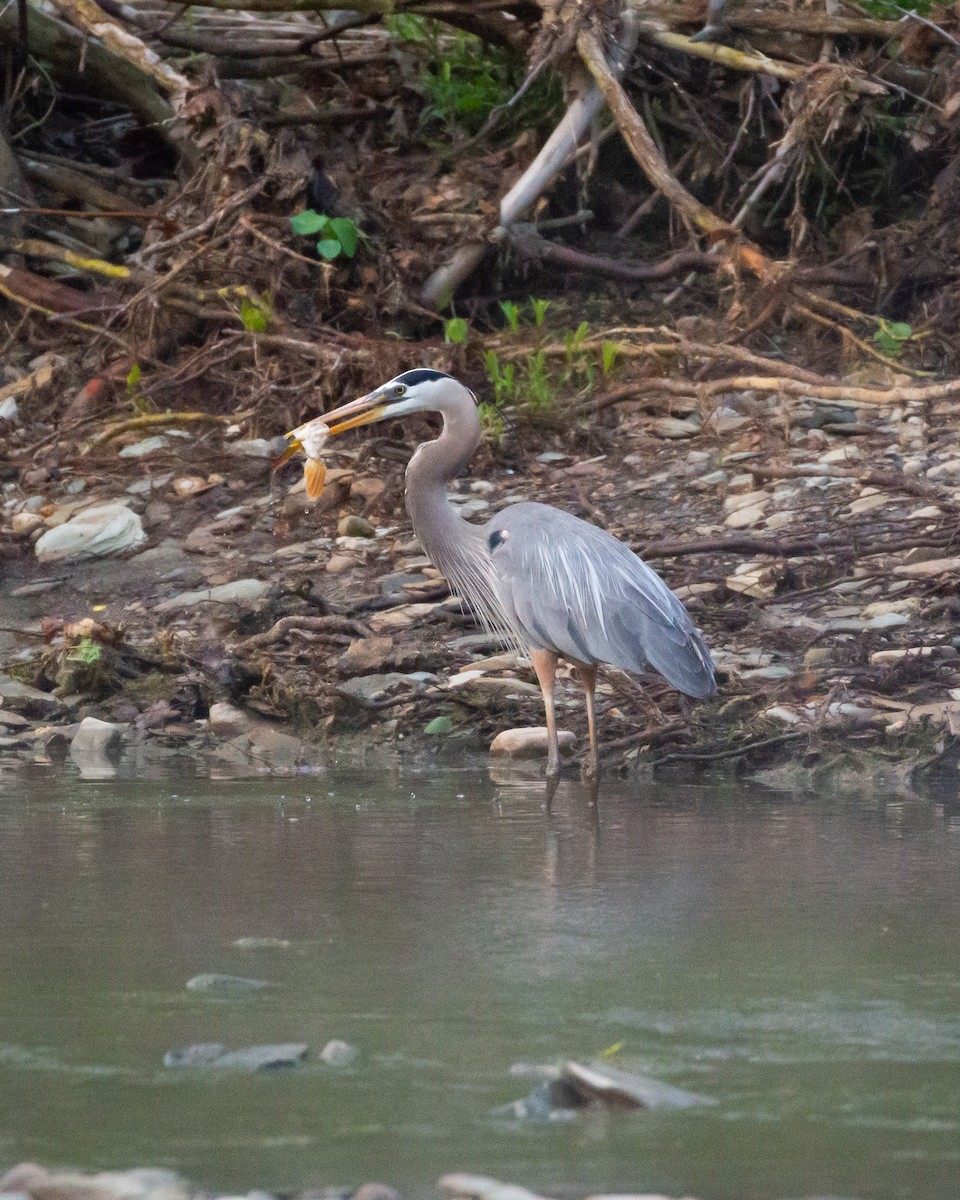 Great Blue Heron - ML576996011