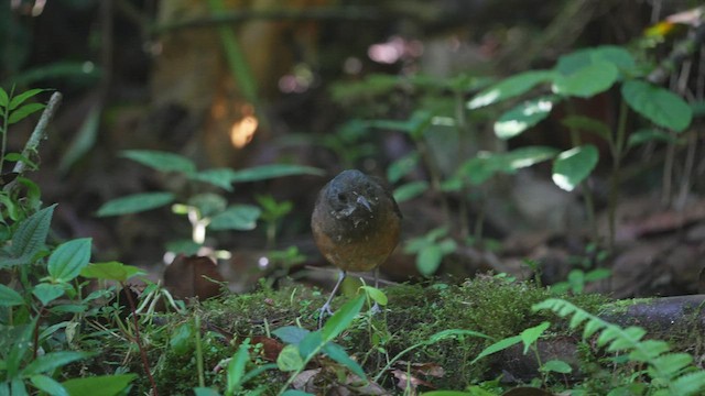 Moustached Antpitta - ML576996621