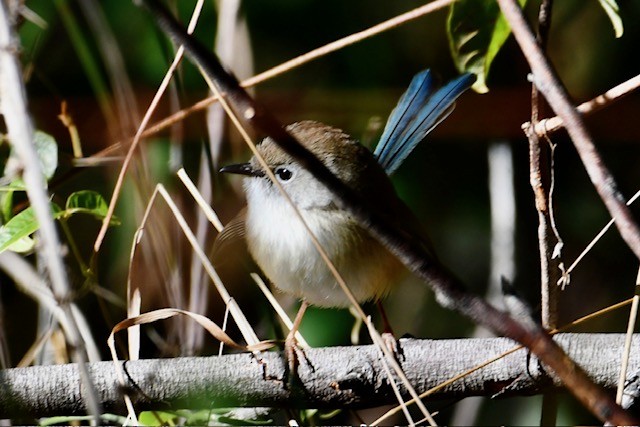 Variegated Fairywren - ML576997091