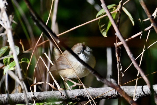 Variegated Fairywren - ML576997101