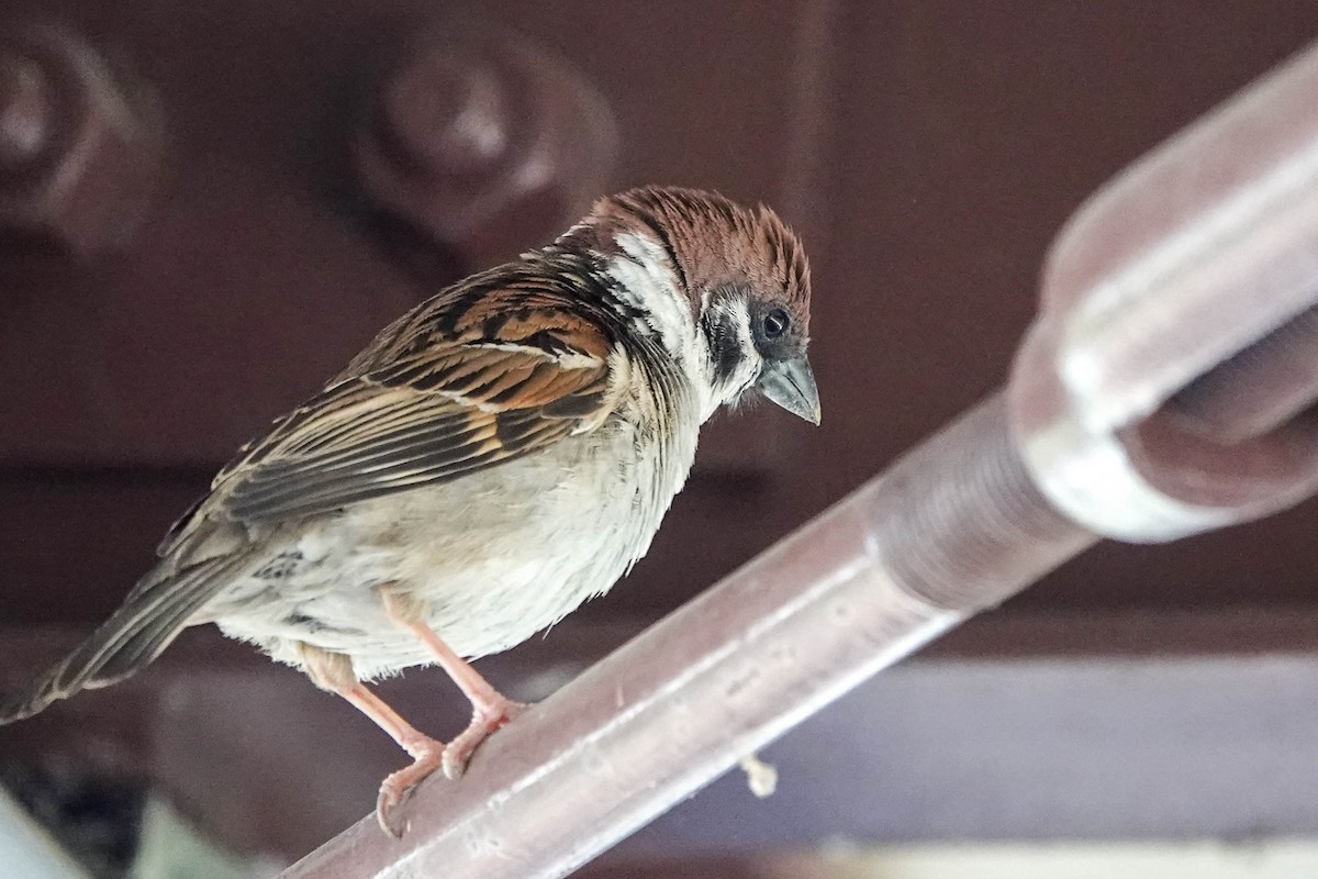 Eurasian Tree Sparrow - ML576998401