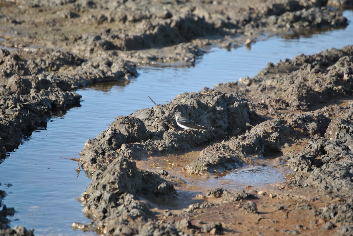 Tree Swallow - ML576998871