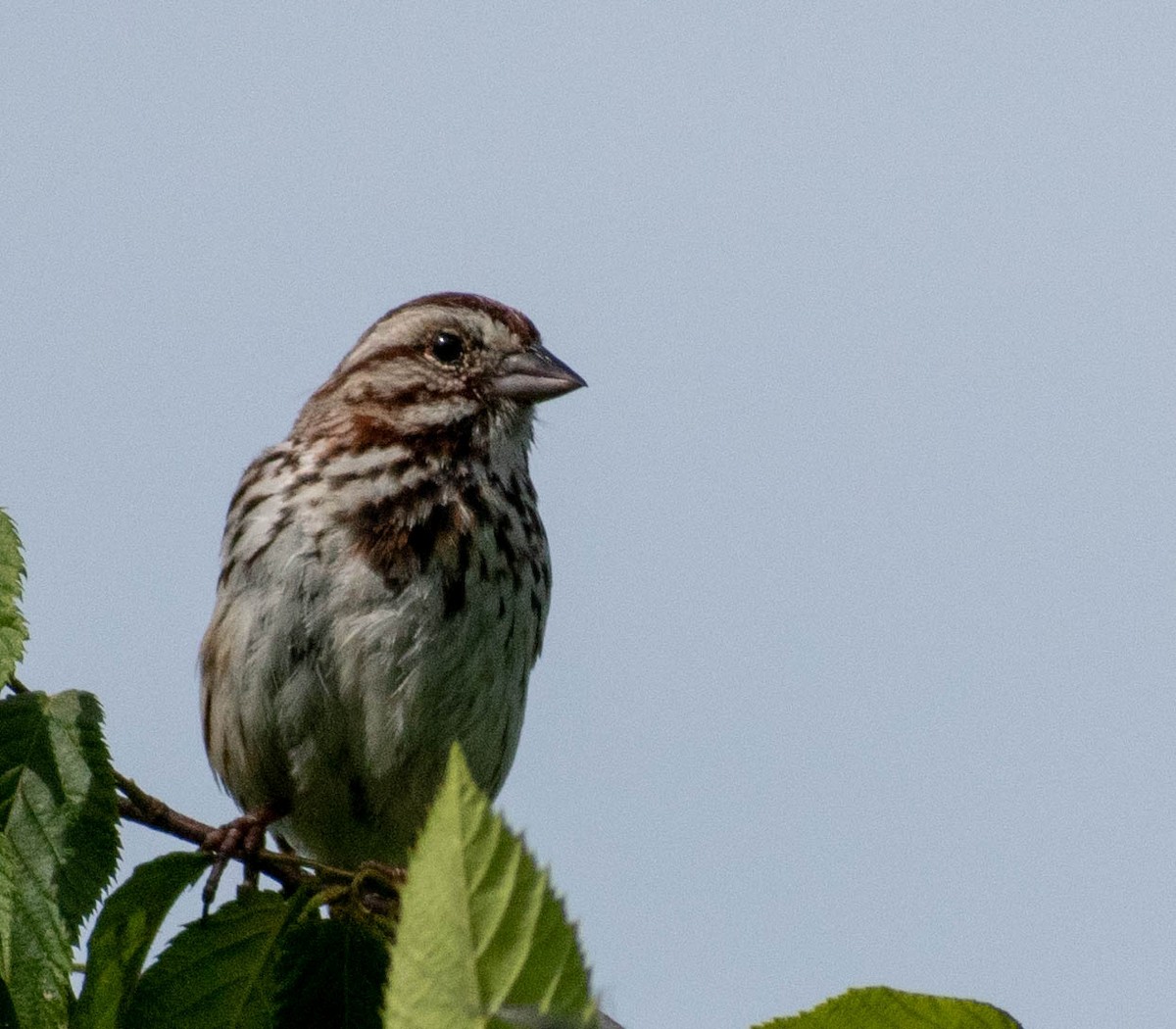 Song Sparrow - ML576999271